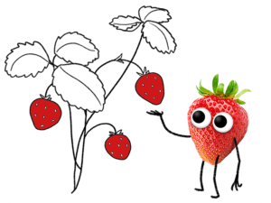 Eddas Erdbeerstrauch